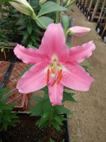 [5324 Apogee VH No02.JPG]